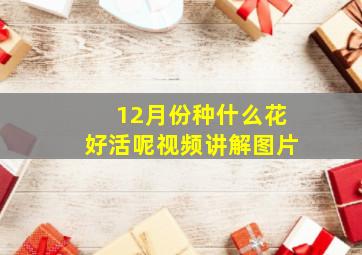 12月份种什么花好活呢视频讲解图片