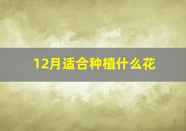 12月适合种植什么花