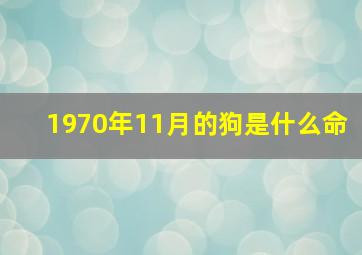 1970年11月的狗是什么命