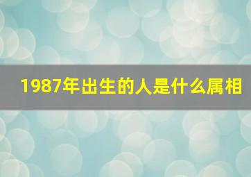 1987年出生的人是什么属相