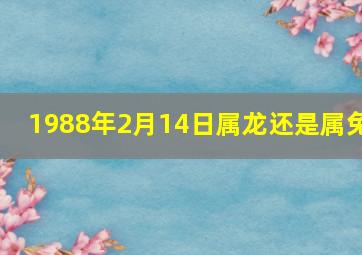 1988年2月14日属龙还是属兔