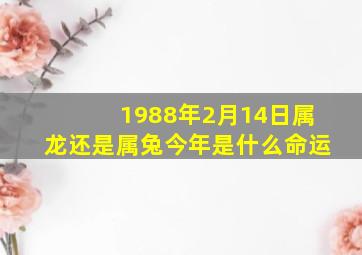 1988年2月14日属龙还是属兔今年是什么命运