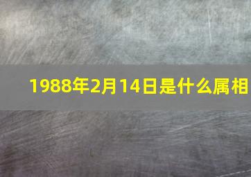 1988年2月14日是什么属相