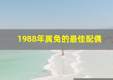 1988年属兔的最佳配偶