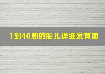 1到40周的胎儿详细发育图