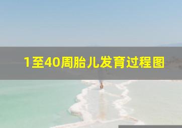 1至40周胎儿发育过程图