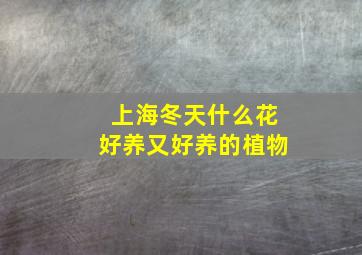 上海冬天什么花好养又好养的植物