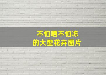 不怕晒不怕冻的大型花卉图片