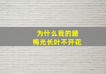 为什么我的腊梅光长叶不开花