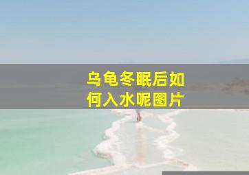 乌龟冬眠后如何入水呢图片