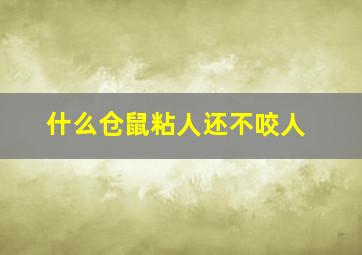 什么仓鼠粘人还不咬人