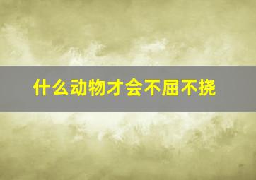 什么动物才会不屈不挠