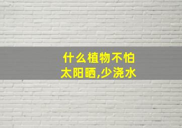 什么植物不怕太阳晒,少浇水