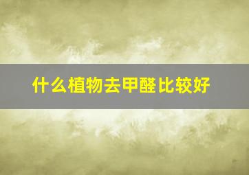 什么植物去甲醛比较好