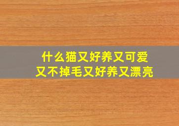 什么猫又好养又可爱又不掉毛又好养又漂亮