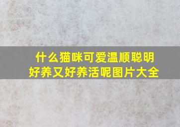 什么猫咪可爱温顺聪明好养又好养活呢图片大全