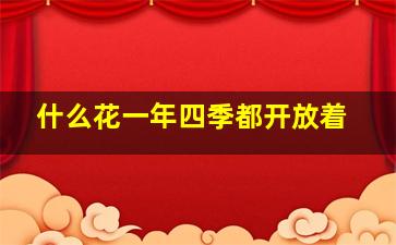 什么花一年四季都开放着