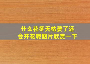 什么花冬天枯萎了还会开花呢图片欣赏一下