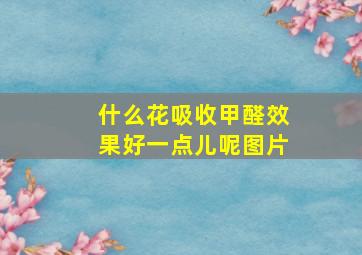 什么花吸收甲醛效果好一点儿呢图片