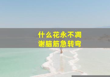 什么花永不凋谢脑筋急转弯