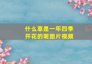 什么草是一年四季开花的呢图片视频