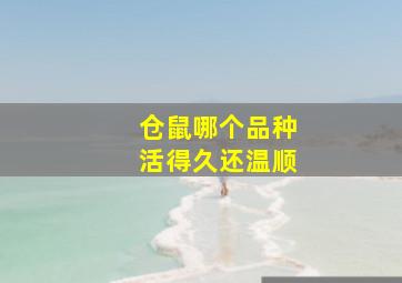 仓鼠哪个品种活得久还温顺