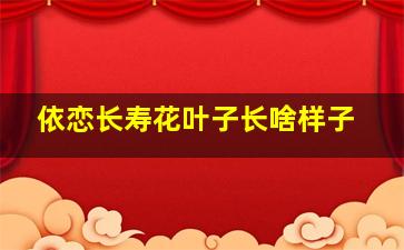 依恋长寿花叶子长啥样子