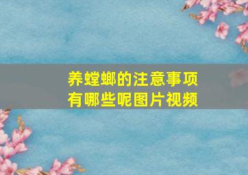 养螳螂的注意事项有哪些呢图片视频