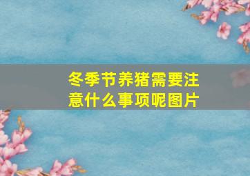 冬季节养猪需要注意什么事项呢图片