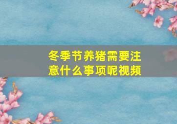 冬季节养猪需要注意什么事项呢视频