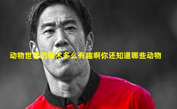 动物世界的骗术多么有趣啊你还知道哪些动物