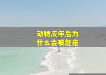 动物成年后为什么会被赶走