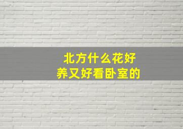 北方什么花好养又好看卧室的