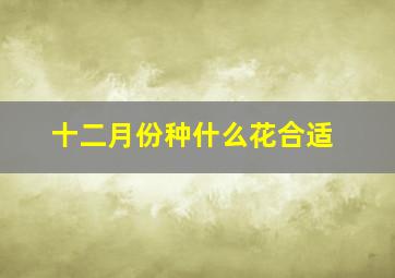 十二月份种什么花合适