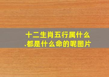 十二生肖五行属什么.都是什么命的呢图片