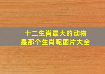 十二生肖最大的动物是那个生肖呢图片大全