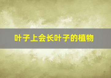 叶子上会长叶子的植物