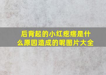 后背起的小红疙瘩是什么原因造成的呢图片大全