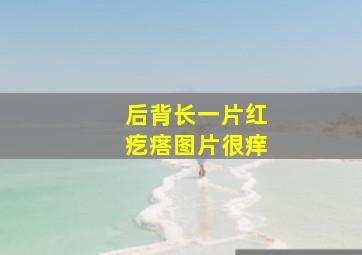 后背长一片红疙瘩图片很痒