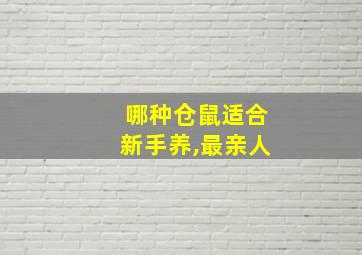 哪种仓鼠适合新手养,最亲人