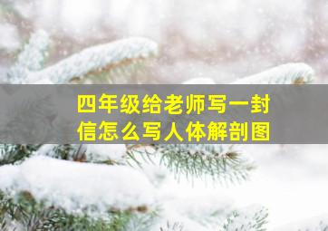 四年级给老师写一封信怎么写人体解剖图