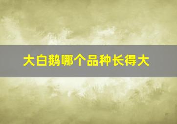 大白鹅哪个品种长得大