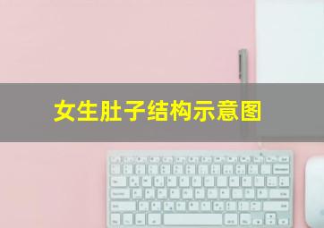 女生肚子结构示意图