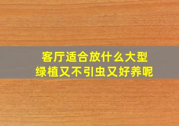 客厅适合放什么大型绿植又不引虫又好养呢