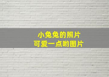 小兔兔的照片可爱一点哟图片