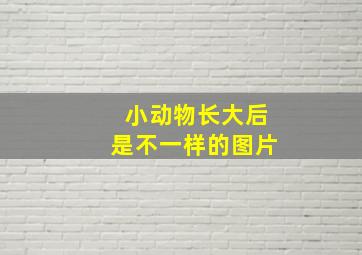 小动物长大后是不一样的图片