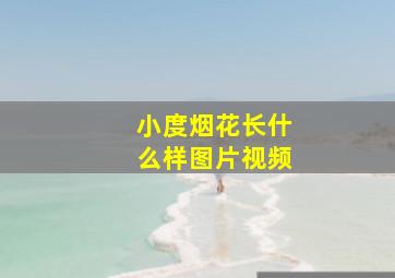 小度烟花长什么样图片视频