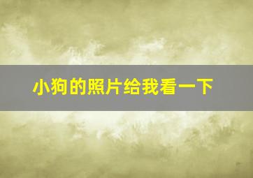 小狗的照片给我看一下