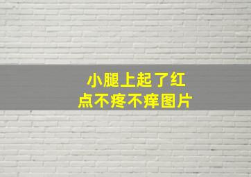 小腿上起了红点不疼不痒图片