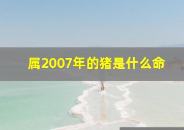 属2007年的猪是什么命